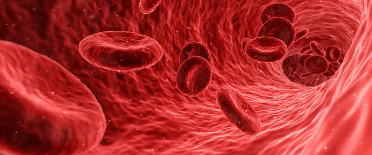 Fitnessstudio Dresden Perfect Body - Immunsystem und Erkältung